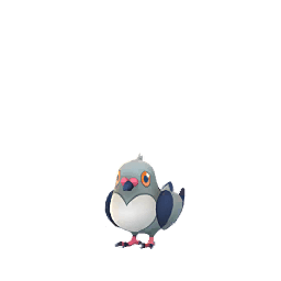 マメパト(色違い)